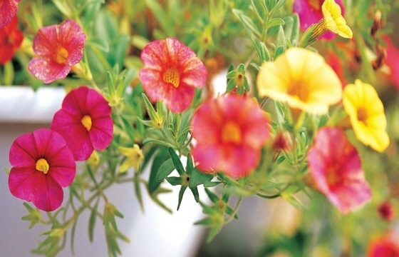 ����ũ��� ����