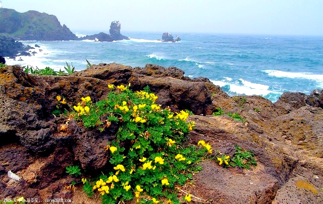 ����ũ��� ����