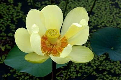 ����ũ��� ����