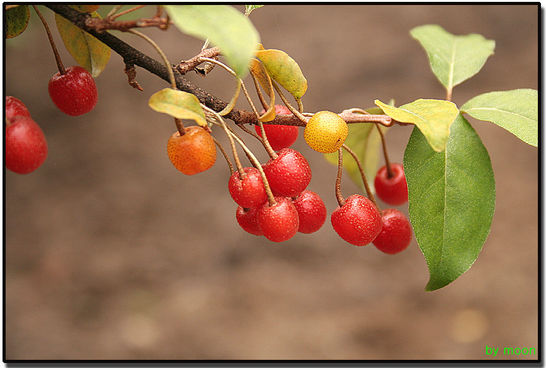 ����ũ��� ����