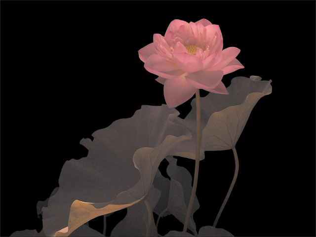 ����ũ��� ����