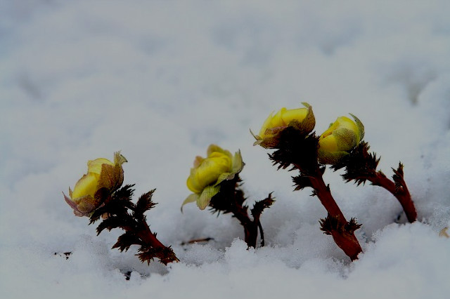 ����ũ��� ����