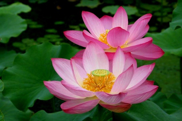 ����ũ��� ����