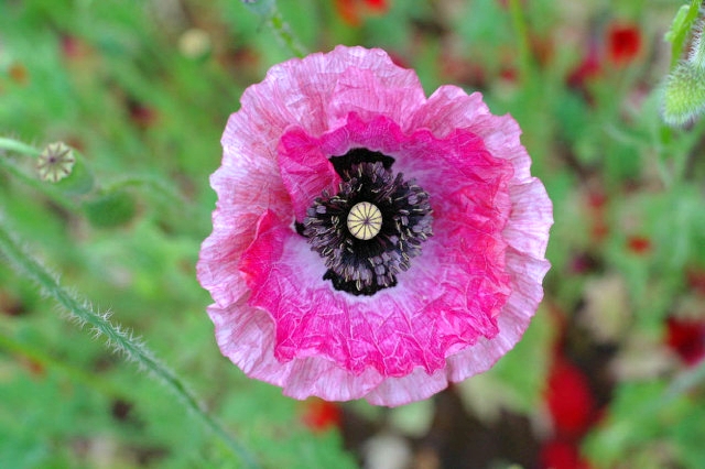 ����ũ��� ����