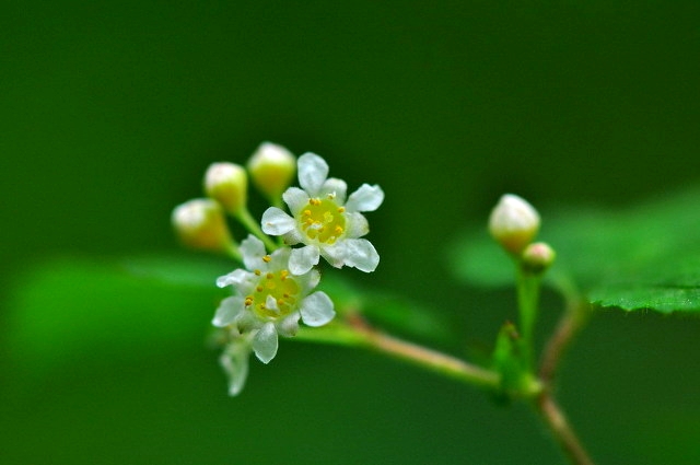 ����ũ��� ����