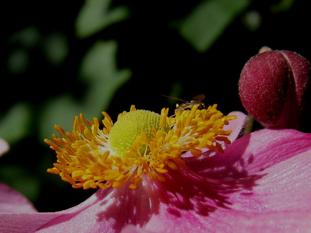 ����ũ��� ����