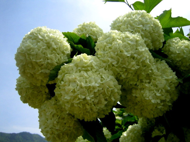 ����ũ��� ����