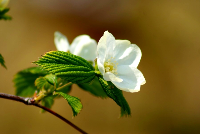 ����ũ��� ����