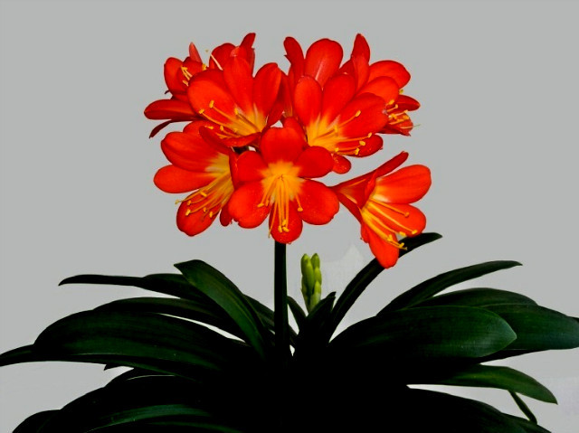 ����ũ��� ����