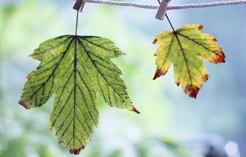 ����ũ��� ����