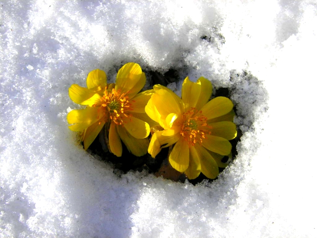 ����ũ��� ����