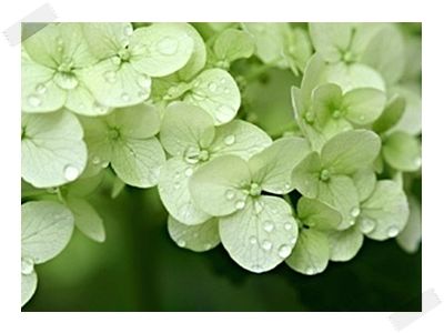 ����ũ��� ����