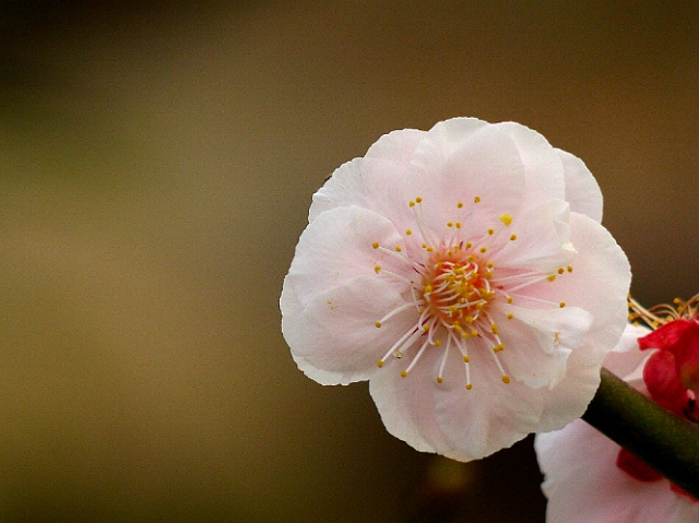 ����ũ��� ����