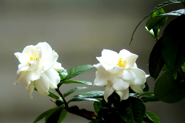 ����ũ��� ����