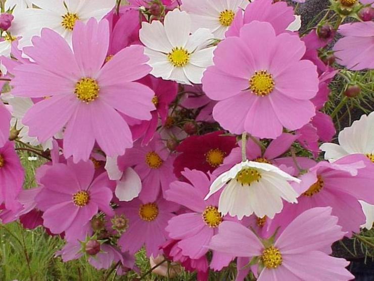 ����ũ��� ����