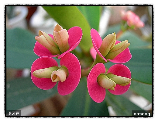 ����ũ��� ����