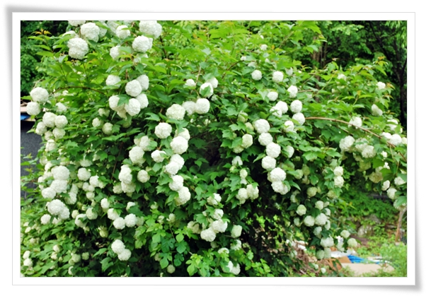 ����ũ��� ����