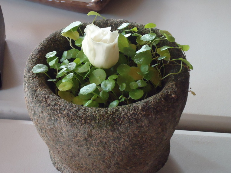 ����ũ��� ����