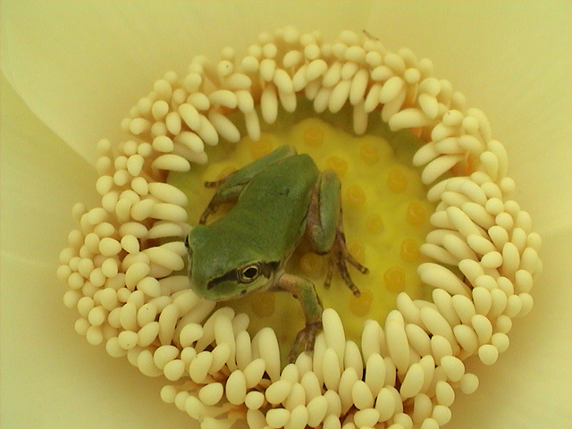 ����ũ��� ����