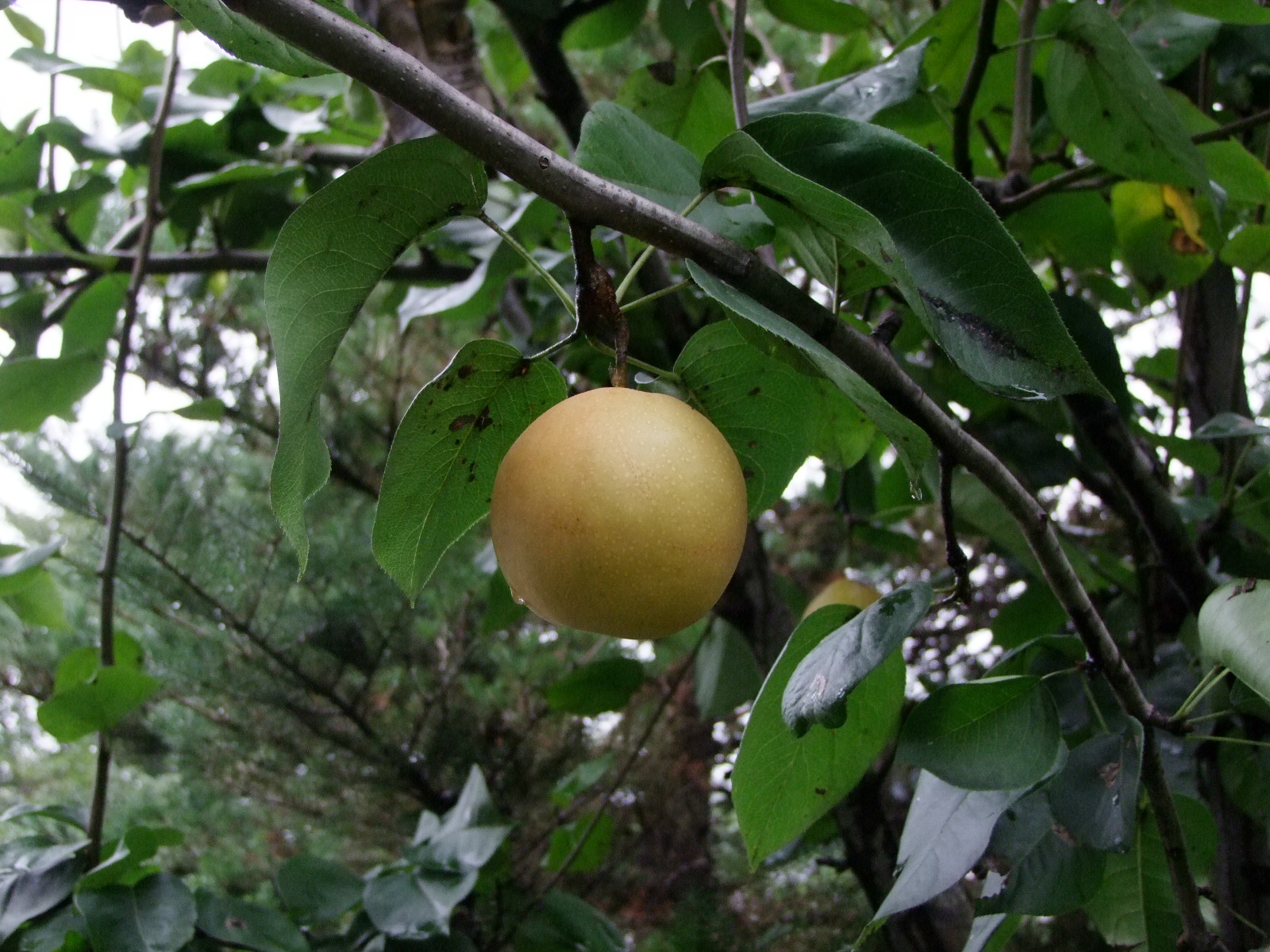 ����ũ��� ����