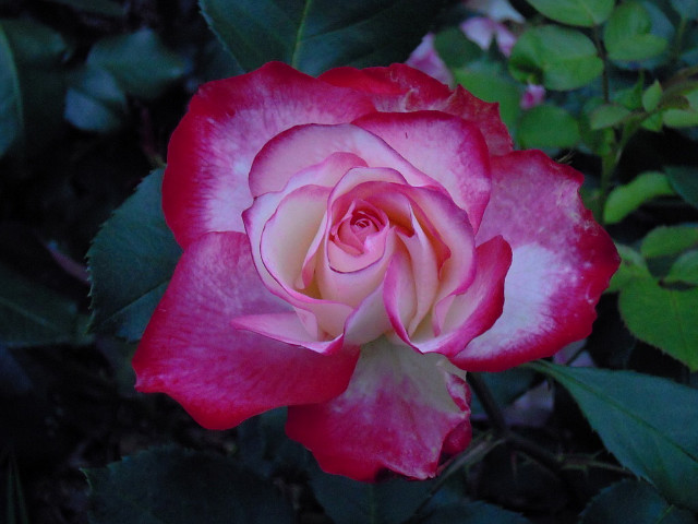 ����ũ��� ����