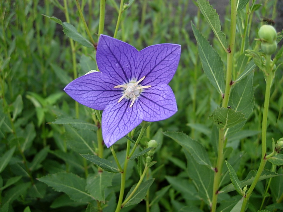 ����ũ��� ����