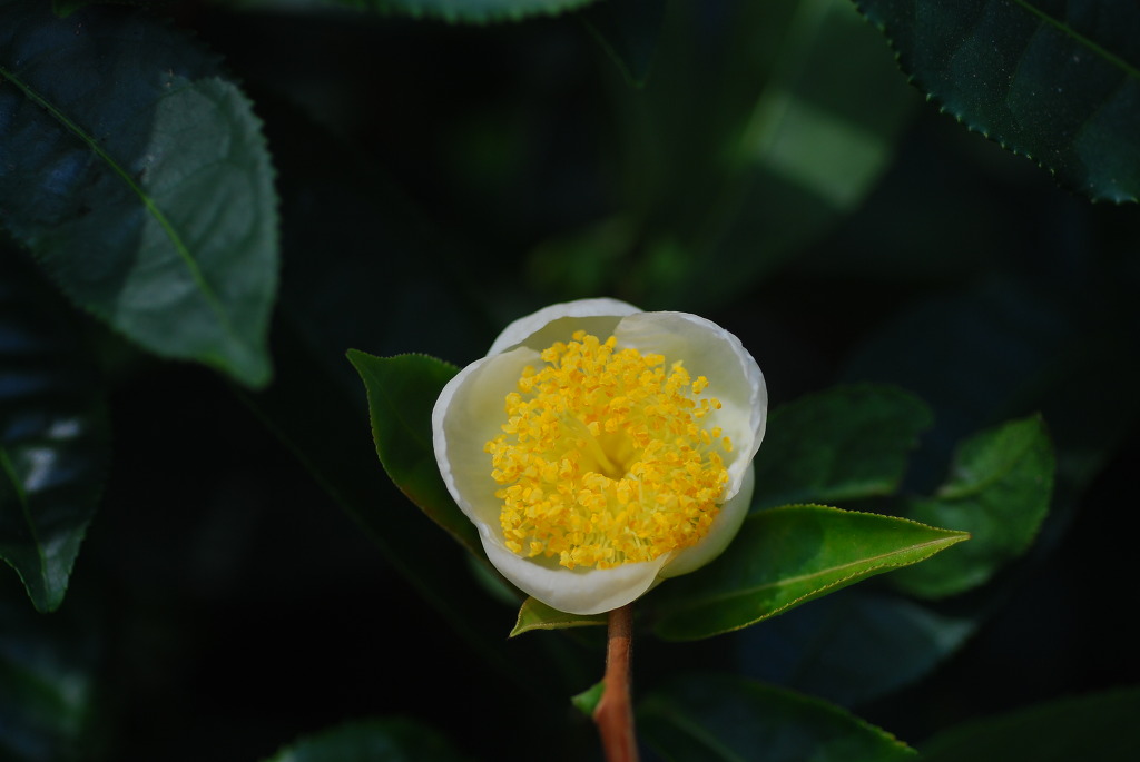 ����ũ��� ����