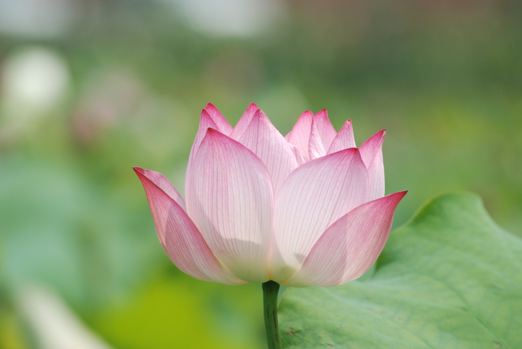 ����ũ��� ����