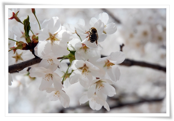 ����ũ��� ����