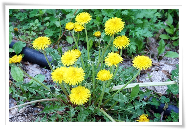 ����ũ��� ����