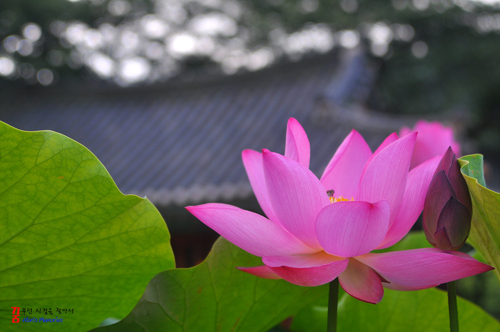 ����ũ��� ����