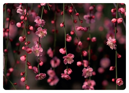 ����ũ��� ����