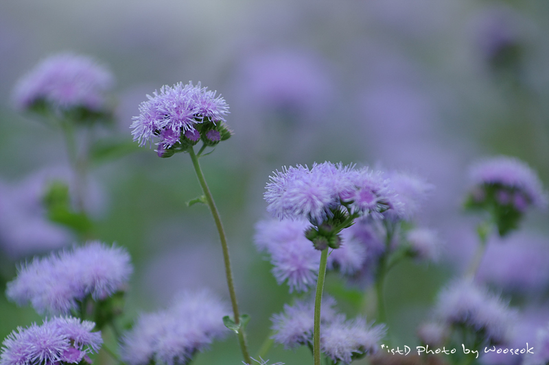 ����ũ��� ����