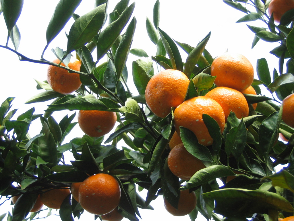 ����ũ��� ����