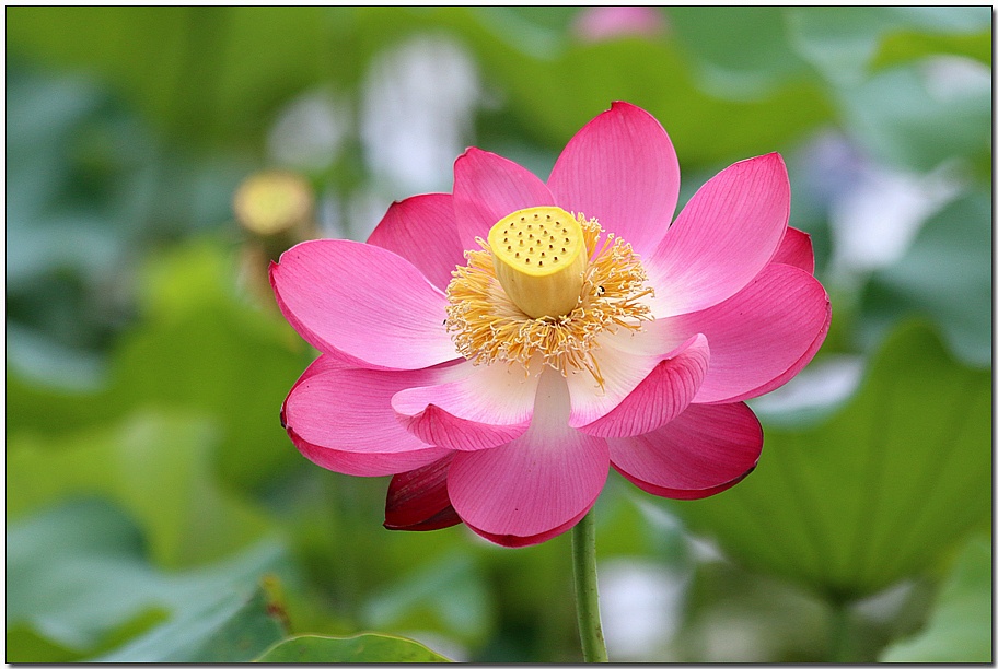 ����ũ��� ����