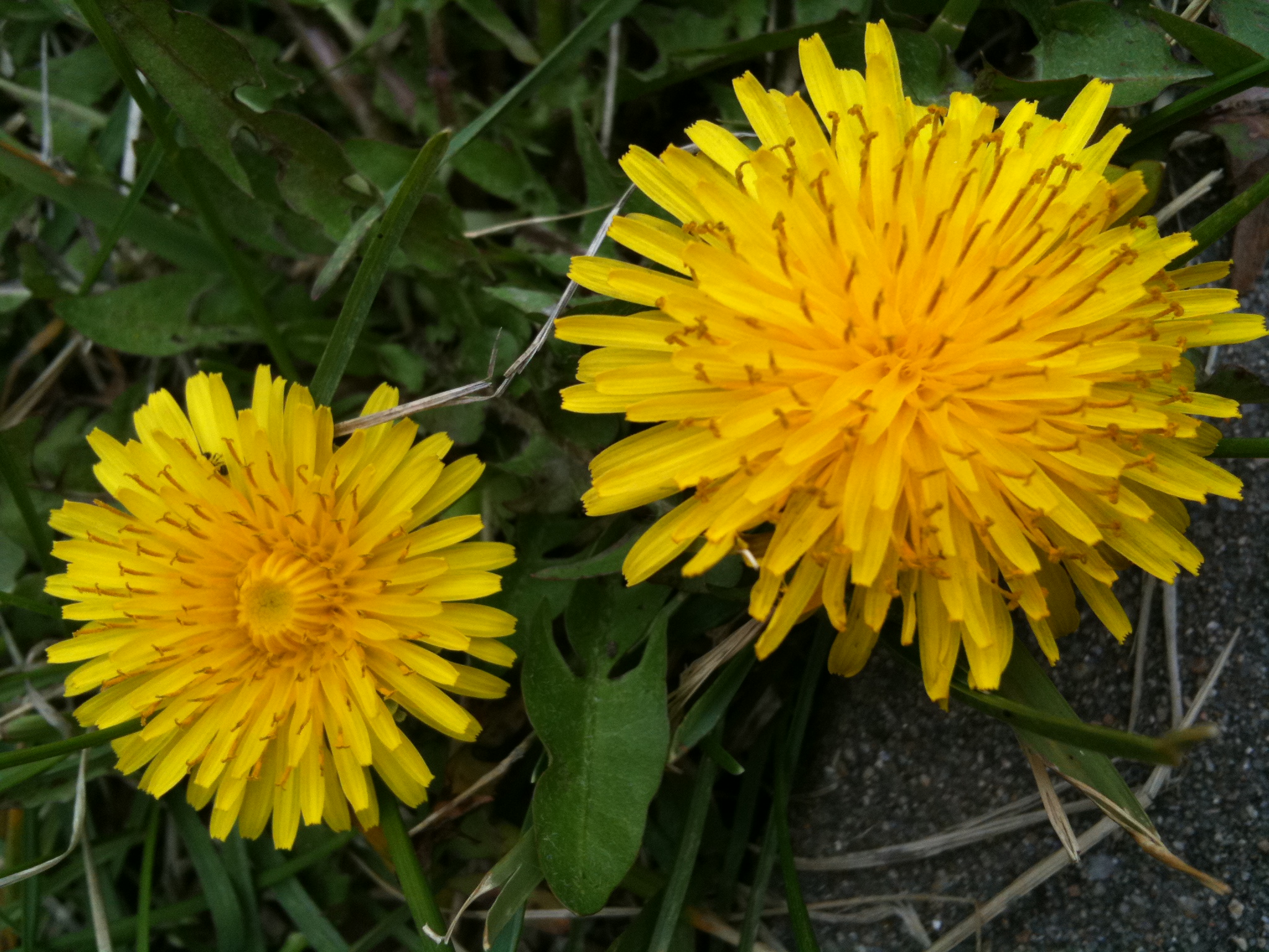 ����ũ��� ����