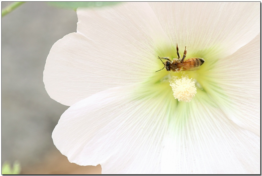 ����ũ��� ����