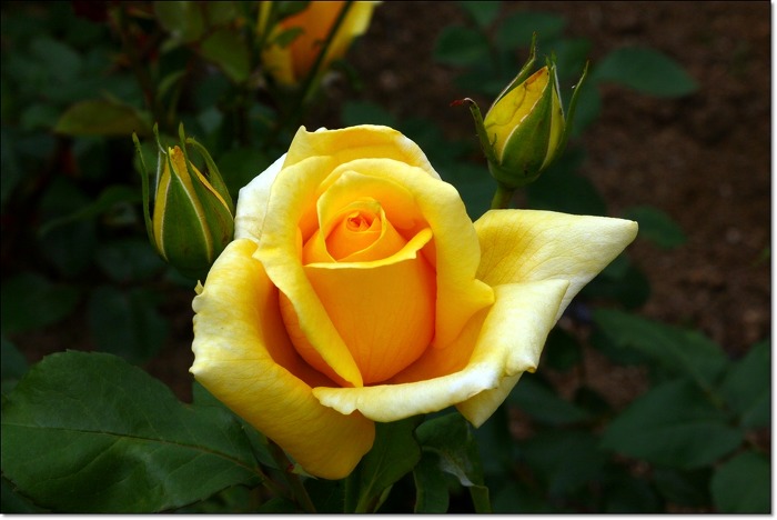 ����ũ��� ����