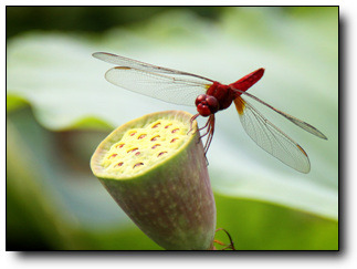 ����ũ��� ����