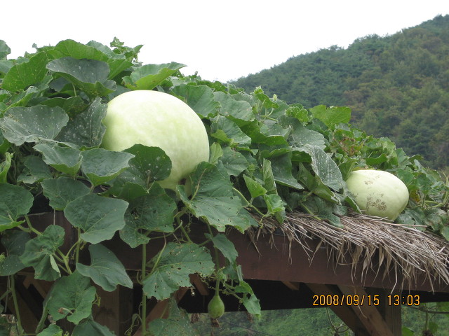 ����ũ��� ����