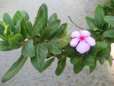 ����ũ��� ����