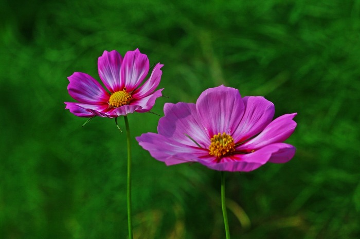 ����ũ��� ����