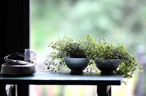 ����ũ��� ����