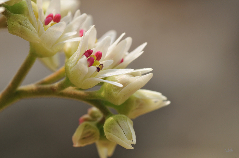 ����ũ��� ����