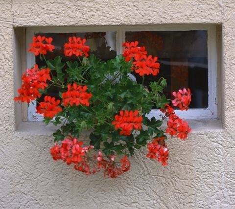 ����ũ��� ����