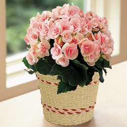 ����ũ��� ����