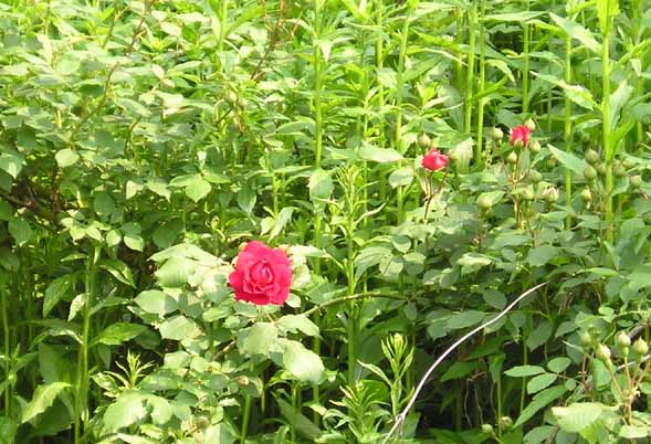 ����ũ��� ����