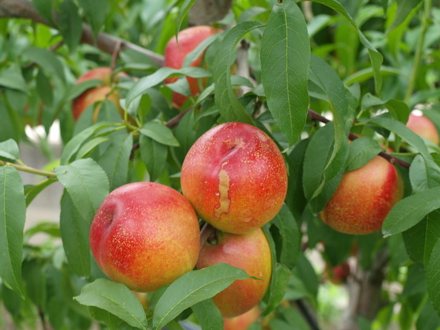 ����ũ��� ����