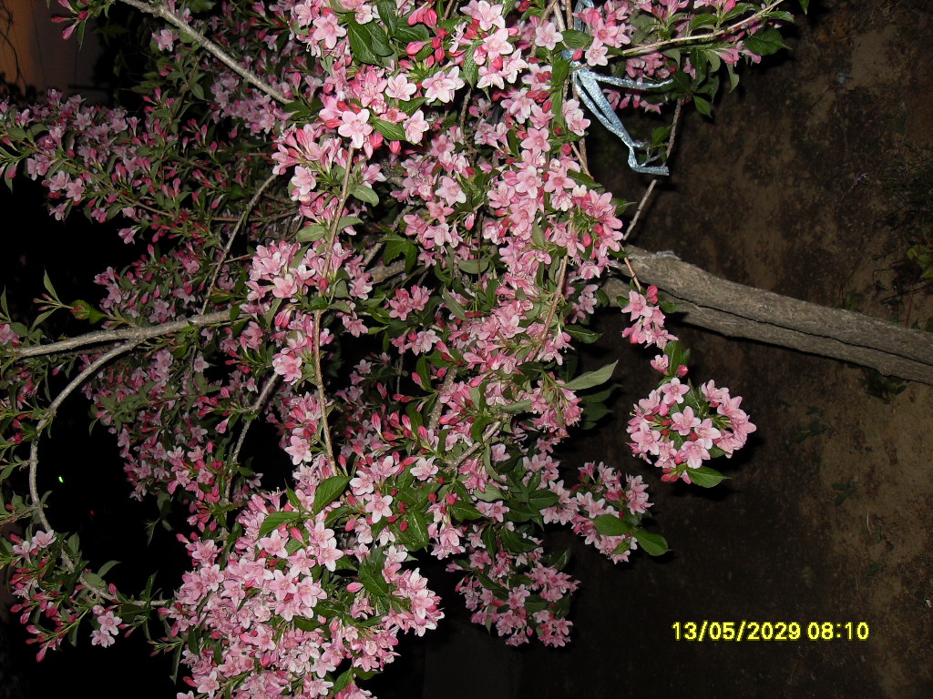 ����ũ��� ����