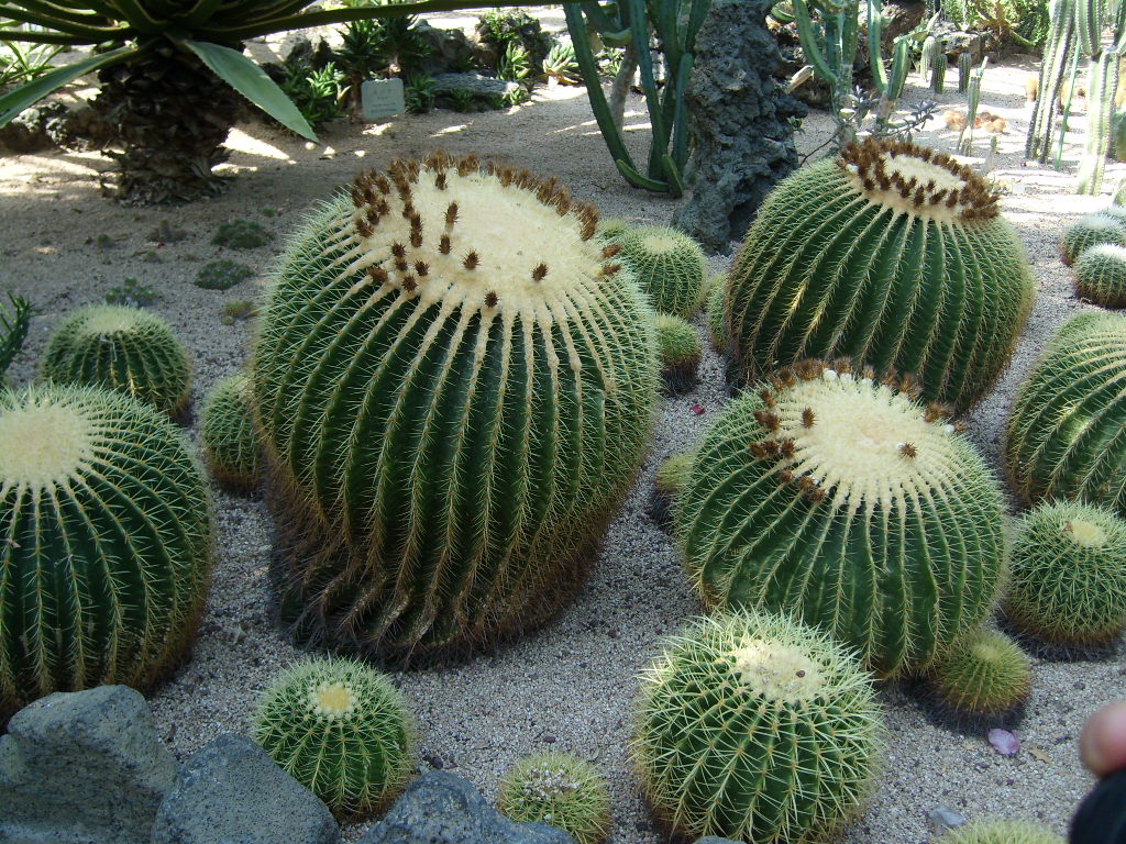 ����ũ��� ����